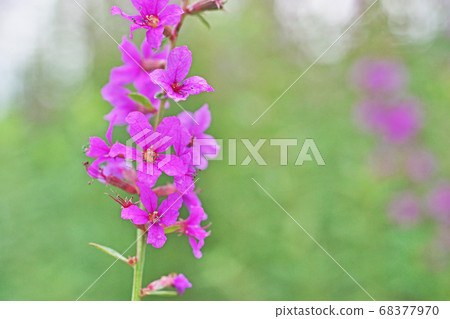 Pink lythrum flower 68377970
