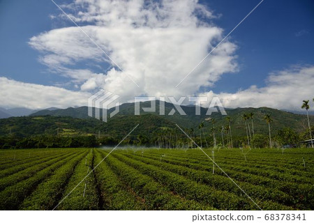 茶園景觀在高山上,台灣 茶園景觀在高山上,台灣 68378341
