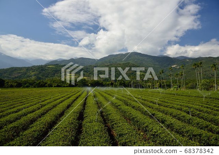 茶園景觀在高山上,台灣 茶園景觀在高山上,台灣 68378342