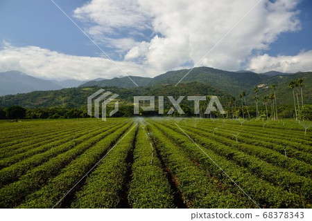 Tea garden landscape in the mountains, Taiwan Tea garden landscape in the mountains, Taiwan 68378343