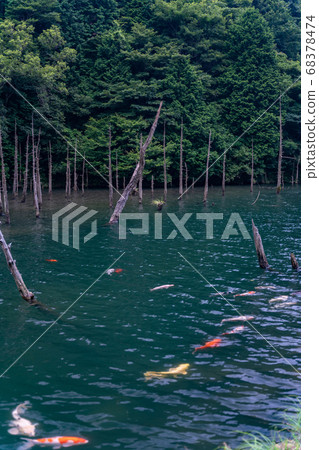 Ichi的Tsubaki櫻花公園 68378474