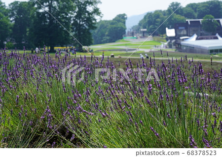 Tamahara lavender park Tamahara lavender park 68378523