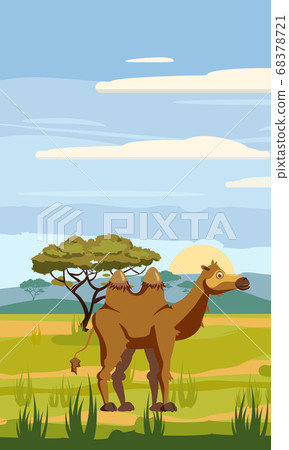 Camel on the background of the African landscape, savanna, Cartoon style, vector illustration 68378721