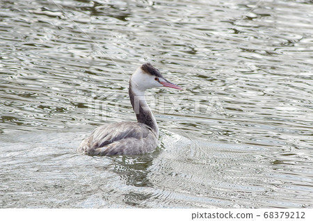 鳳頭鳳頭的格里布 68379212