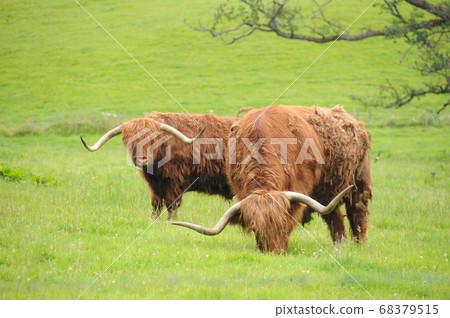 England, Pitroholly, Highland Cow 68379515