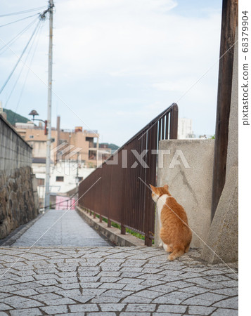 [Hiroshima Prefecture] Brown and white cat on the slope of Onomichi 68379904