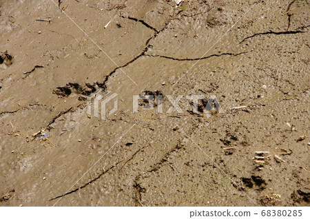 Raccoon footprints Raccoon footprints 68380285