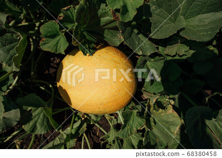 Ripe melon on the field.Yellow melons in the Ripe melon on the field.Yellow melons in the 68380458