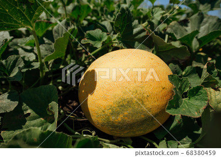 Ripe melon on the field.Yellow melons in the 68380459