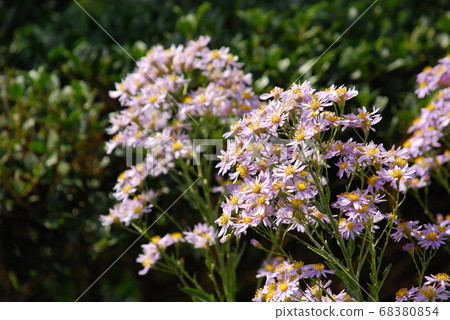 Shion in full bloom in the sun Shion in full bloom in the sun 68380854