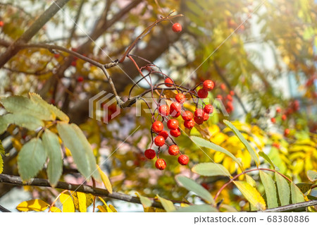 Autumn red rowan berries in gold leaves 68380886