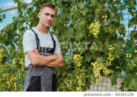 Young man is checking the growing grapes before 68381126