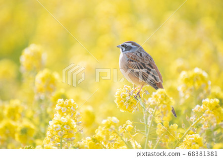 Rape blossoms Rape blossoms 68381381