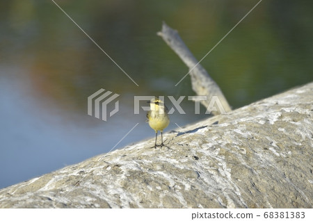 On a tree trunk like a riverbed. On a tree trunk like a riverbed. 68381383