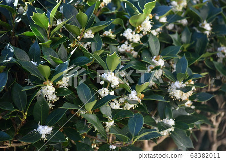 Holly flower in full bloom Holly flower in full bloom 68382011