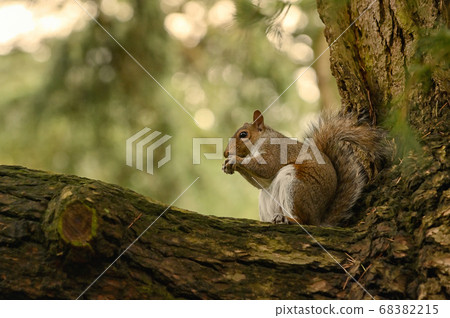 Squirrel Holding A Walnut In The Middle Of The 68382215