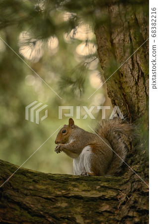 Squirrel Holding A Walnut In The Middle Of The 68382216
