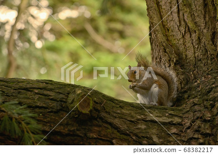 Squirrel Holding A Walnut In The Middle Of The 68382217