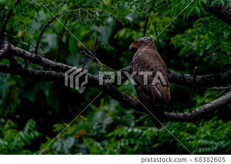 At Ishigaki Island At Ishigaki Island 68382605