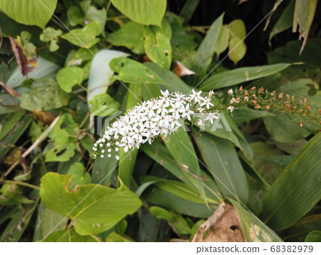 Tranoo of Sarukurayama, Toyama City, Toyama Prefecture 68382979