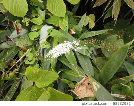 富山縣富山市猿倉山的特勞諾 富山縣富山市猿倉山的特勞諾 68382981