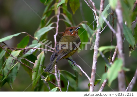 Yellow-tailed Flycatcher female Papua New Guinea Yellow-tailed Flycatcher female Papua New Guinea 68383231
