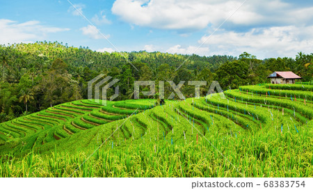 Beautiful view of green rice growing on tropical Beautiful view of green rice growing on tropical 68383754