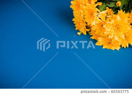 Beautiful orange chrysanthemums lie on a blue background. 68383775