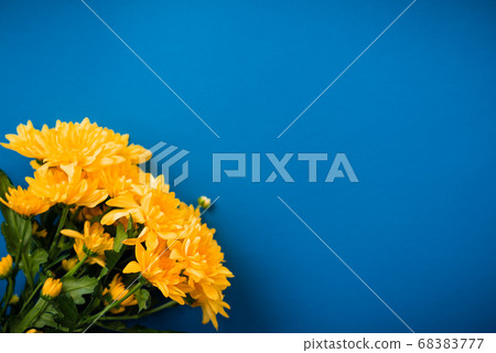 Beautiful orange chrysanthemums lie on a blue background. 68383777