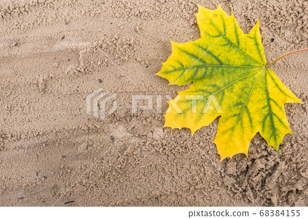 autumn, leaf, maple 68384155