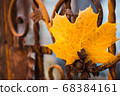 autumn, leaf, maple 68384161