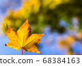 autumn, leaf, maple 68384163