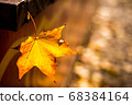 autumn, leaf, maple 68384164