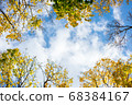 autumn, tree, leaf 68384167