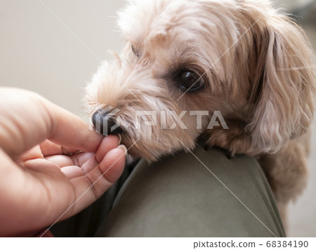 一隻可愛的杏小狗，想把零食握在手中[Toy Poodle Maltipoo] 68384190