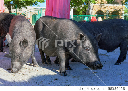 A group of large black pigs in close-up. The A group of large black pigs in close-up. The 68386428