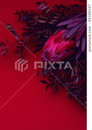 Neon-red background with protea flower. 68386587