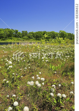 Watermelon and Ezo azalea in Kagaminuma, Kutchan-cho, Hokkaido Watermelon and Ezo azalea in Kagaminuma, Kutchan-cho, Hokkaido 68386812