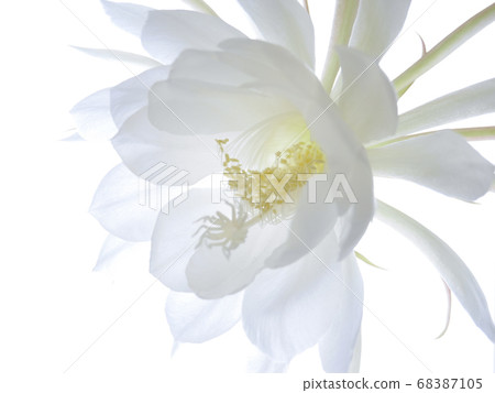 Backlit moonlight beauty 01 68387105