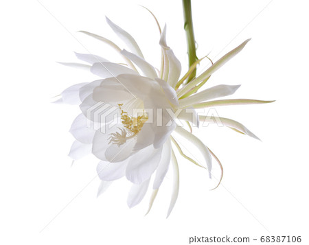 Backlit moonlight beauty 02 68387106