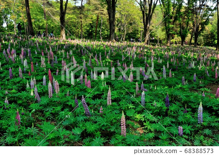 The sunlight broke into the lupine field in the shade of the trees and was delighting the visitors of the forest park. The sunlight broke into the lupine field in the shade of the trees and was delighting the visitors of the forest park. 68388573