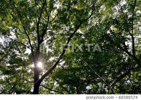 Aiming for sunlight to shine in the forest in May Aiming for sunlight to shine in the forest in May 68388574