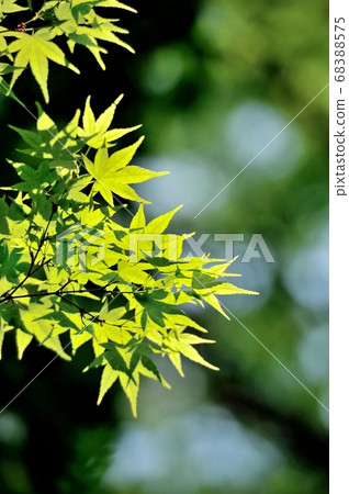 Fresh green maple shines in the shade of the forest park Fresh green maple shines in the shade of the forest park 68388575