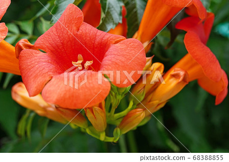 American quince vine with beautiful funnel-shaped petals American quince vine with beautiful funnel-shaped petals 68388855