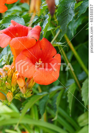 American quince vine with beautiful funnel-shaped petals American quince vine with beautiful funnel-shaped petals 68388857