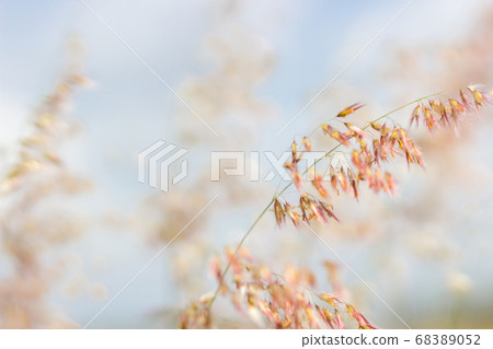 Close up small grass flowers and blur focus background Close up small grass flowers and blur focus background 68389052