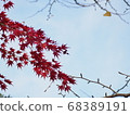 Autumn leaves remaining in a dead tree 68389191