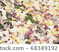 Ginkgo leaves and autumn leaves on the lawn 68389192