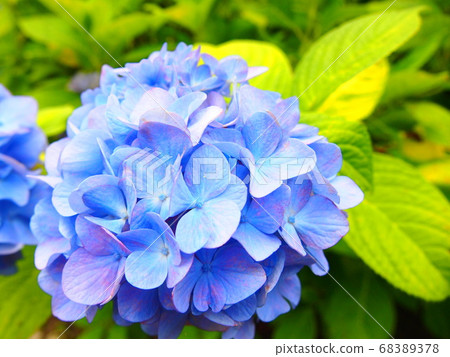 hydrangea hydrangea 68389378