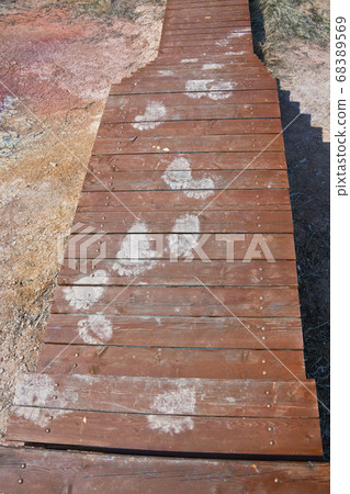 Traces of brown bear on a foot path in the Valley of the Geysers Kronotsky reserve. Traces of brown bear on a foot path in the Valley of the Geysers Kronotsky reserve. 68389569